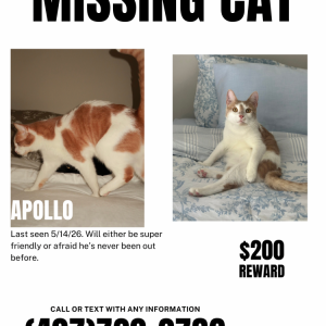 Lost Cat Apollo