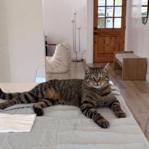 Image of Toby, Lost Cat