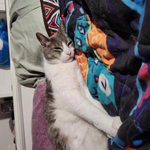 Image of Prince, Lost Cat