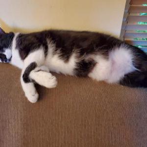 Image of Ms. P, Lost Cat