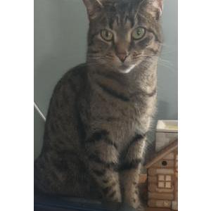 Image of Tigger, Lost Cat