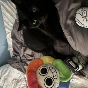 Image of Astro, Lost Cat