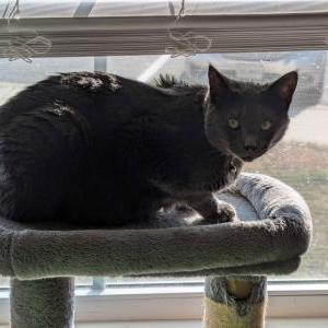Image of Asahi, Lost Cat