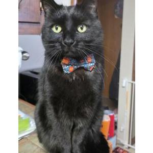 Image of Tree, Lost Cat
