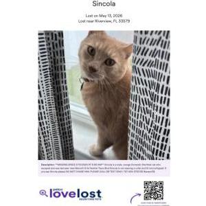 Image of Sincola, Lost Cat