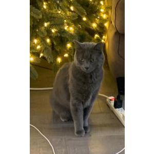 Image of Mikko, Lost Cat