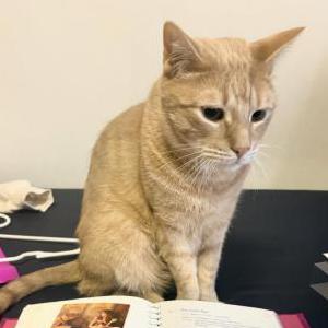 Image of Jason, Lost Cat