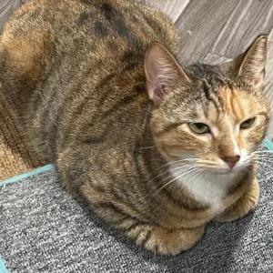 Image of Camila, Lost Cat