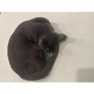 Image of chonkie, Lost Cat