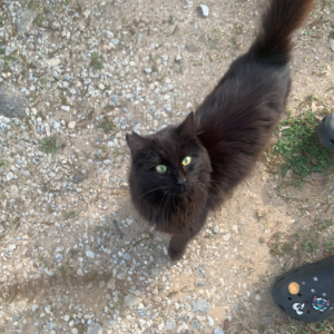 Image of shadow, Lost Cat