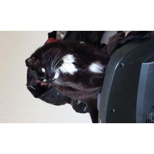 Image of Tuxxi, Lost Cat
