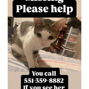 Image of Whispers, Lost Cat
