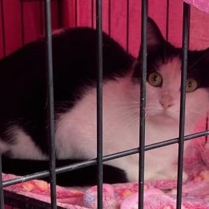Image of BELLE, Lost Cat