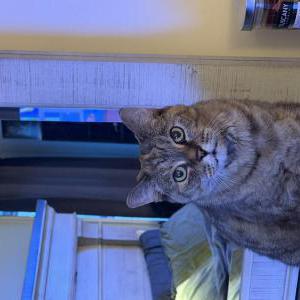 Image of Muffin, Lost Cat
