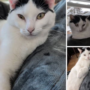 Image of Inky, Lost Cat