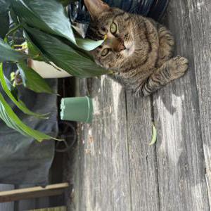 Image of Larry, Lost Cat