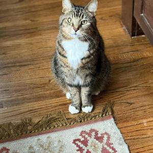 Image of Bean, Lost Cat