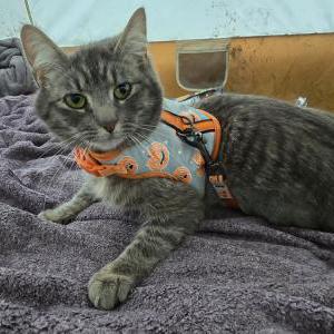 Image of Tarturus, Lost Cat