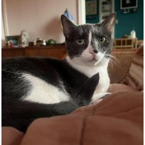Image of Goose, Lost Cat