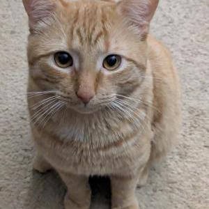 Image of Gregory, Lost Cat