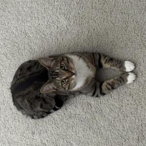 Image of Mango, Lost Cat