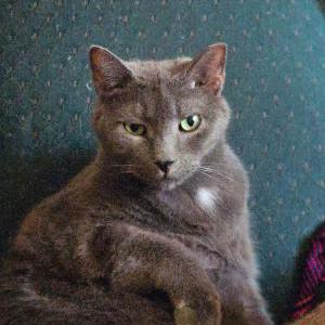Image of Darius, Lost Cat