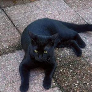 Image of Blue, Lost Cat