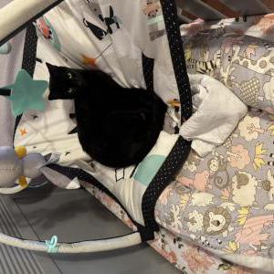 Image of Michael, Lost Cat