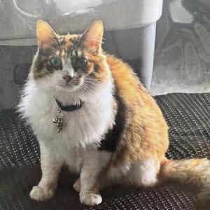 Image of Cookie, Lost Cat