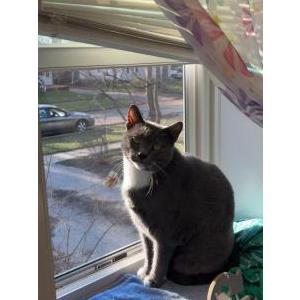 Image of Grey Cat, Lost Cat