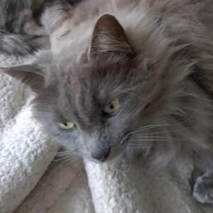 Image of Sundance, Lost Cat