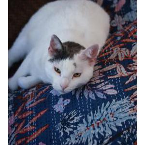 Image of Milo, Lost Cat
