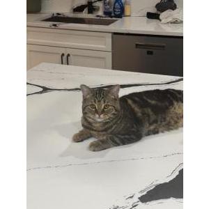 Image of Chai, Lost Cat