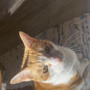Image of Chance, Lost Cat