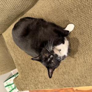 Image of Finnick, Lost Cat