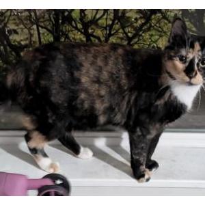 Image of Calie, Lost Cat