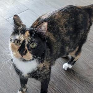 2nd Image of Calie, Lost Cat