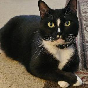 Image of Oz (ozwald), Lost Cat