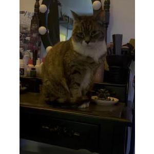 Image of Pebbles, Lost Cat