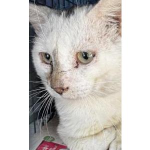 Image of Bo Bo, Lost Cat