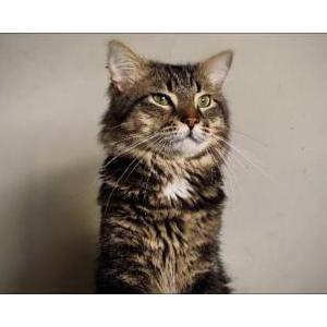 Image of Yuna, Lost Cat