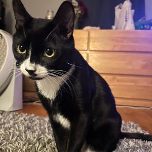 Image of Brutus, Lost Cat