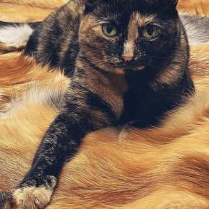 Image of Halloween, Lost Cat
