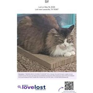 Image of Sif, Lost Cat