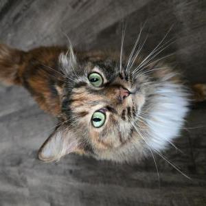Lost Cat Cookie