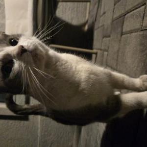Image of unknown, Found Cat
