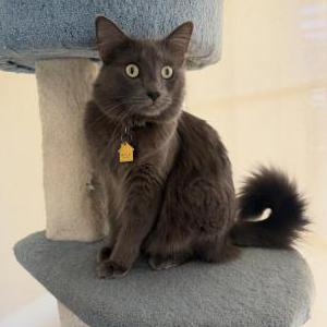 Image of Sokka, Lost Cat