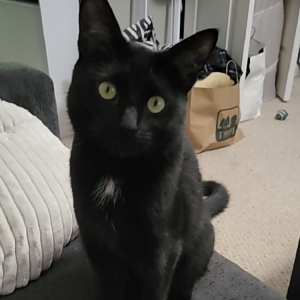 Image of Wednezday, Lost Cat