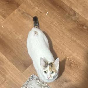 Image of Elizabeth, Lost Cat