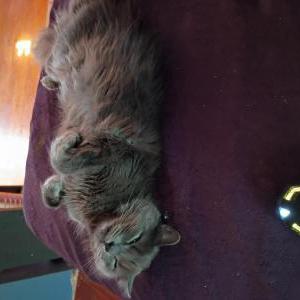 Image of Shadow, Lost Cat